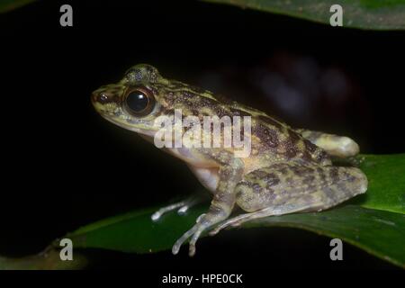 Un Torrent Frog (Amolops larutensis) sur une feuille dans la forêt tropicale, la nuit, l'Ulu Yam, Selangor, Malaisie Banque D'Images