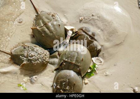 Groupe de crabes à cheval (Limulus polythemus), saison de reproduction, sur la côte du golfe à Cedar Key, Floride, États-Unis. Un avec des barnacles sur son dos. Banque D'Images