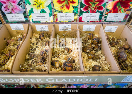 Bulbes de glaïeuls de plusieurs variétés à vendre dans un centre jardin au printemps Banque D'Images