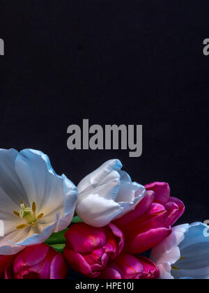 Bouquet de tulipes sur noir with copy space Banque D'Images