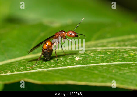 Reine de fourmi Camponotus nicobarensis (sur les feuilles) Banque D'Images