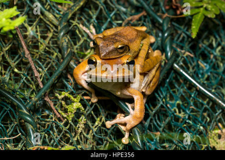 Spot-legged Grenouille d'arbre l'accouplement Banque D'Images