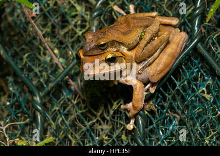 Spot-legged Grenouille d'arbre l'accouplement Banque D'Images