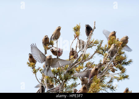 Brown-capped et Noir Rosy-finches, Sandia Crest, New Mexico, USA. Banque D'Images