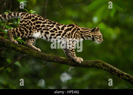 Un chat Margay sauvages, Leopardus wiedii, dans un arbre près de Arenal, Costa Rica. Margays sont nocturnes et vivent principalement dans les arbres. Ils ont la taille Banque D'Images