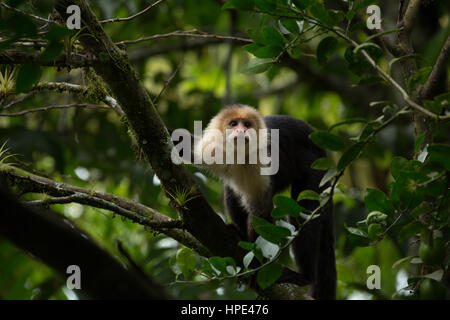 Singe capucin à tête blanche, Cebus capucinus, également connu sous le nom de capucin à face blanche ou capucin à gorge blanche. Montré ici au Costa Rica. Banque D'Images