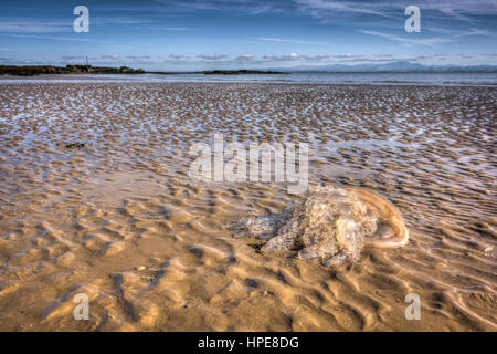 Un corps échoués sur les méduses (Rhizostoma pulmo) échoués sur la plage Southerness Dumfries et Galloway, Écosse, Royaume-Uni. Banque D'Images