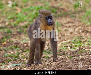 Mandrill (mandrillus sphinx juvénile) Banque D'Images