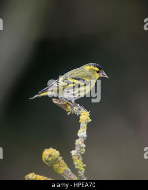 Tarin sur le dessus d'une branche couverte de lichens, d'hiver, Pays de Galles, Royaume-Uni 2017 Banque D'Images