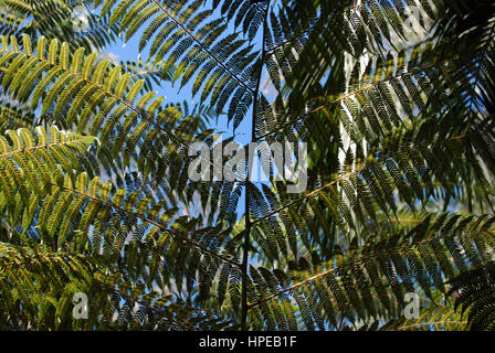 Cyathea dealbata leaf (également connu sous le nom de l'arbre d'argent-fern ou silver fern) sur fond de ciel bleu. Banque D'Images