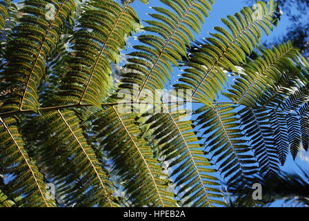 Cyathea dealbata leaf (également connu sous le nom de l'arbre d'argent-fern ou silver fern) sur fond de ciel bleu. Banque D'Images