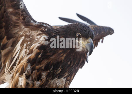 Close up of white-tailed eagle over white Banque D'Images