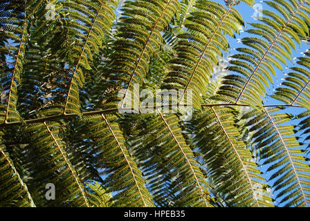 Cyathea dealbata leaf (également connu sous le nom de l'arbre d'argent-fern ou silver fern) sur fond de ciel bleu. Banque D'Images