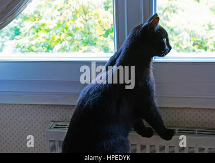 Chat noir à à la fenêtre d'un appartement Banque D'Images