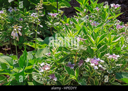 Hydrangea macrophylla Mariesii Variegata et Hosta Blue Angel Banque D'Images