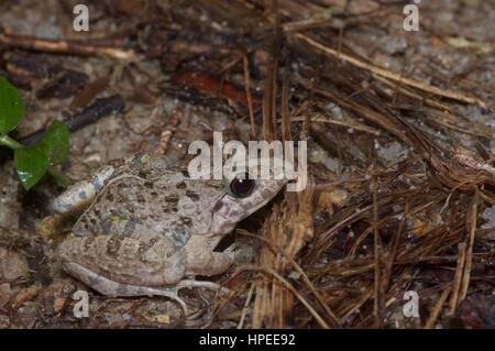 Une Grenouille herbe asiatique (Fejervarya limnocharis) dans la forêt tropicale, la nuit, l'Ulu Semenyih, Selangor, Malaisie Banque D'Images