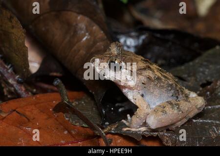 Un Malesian Limnonectes malesianus (grenouille) dans la forêt tropicale, la nuit, l'Ulu Semenyih, Selangor, Malaisie