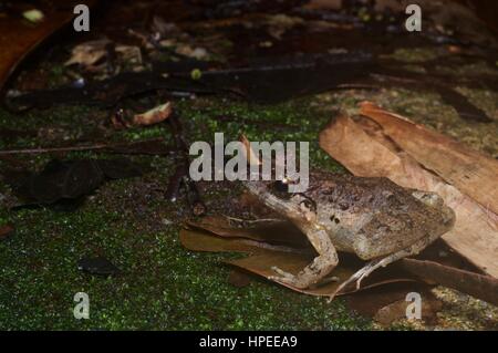 Un Malesian Limnonectes malesianus (grenouille) dans la forêt la nuit en Batang Kali, Selangor, Malaisie