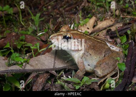 Un Malesian Limnonectes malesianus (grenouille) dans la forêt pluviale la nuit dans Fraser's Hill, Pahang, Malaisie