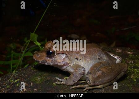 Un Malesian Limnonectes malesianus (grenouille) dans la forêt pluviale la nuit dans Fraser's Hill, Pahang, Malaisie