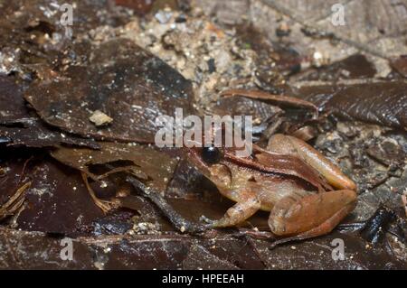 Un bon tuteur Limnonectes palavanensis (grenouille) dans la forêt tropicale à la litière de Kubah National Park, Sarawak, l'Est de la Malaisie, Bornéo Banque D'Images