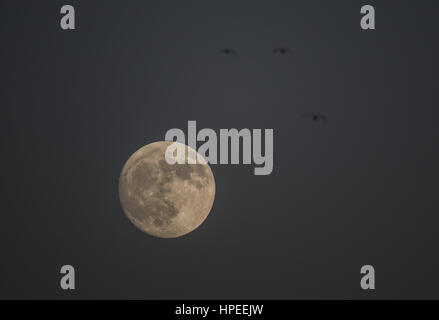 La pleine lune a pu être vue aujourd'hui avant anocecer sur le ciel à l'est de la ville d'Hermosillo, Sonora.Earth satellite lune vue sur le Sonora Mex Banque D'Images