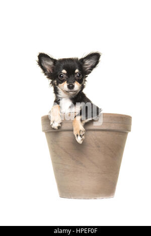 Mignon chiot chihuahua noir et blanc dans un pot de fleurs brun isolé sur fond blanc Banque D'Images