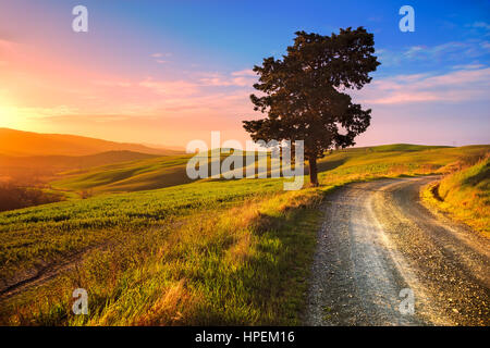 La toscane, lonely tree et blanc chemin rural sur le coucher du soleil. Volterra, Italie, Europe. Banque D'Images