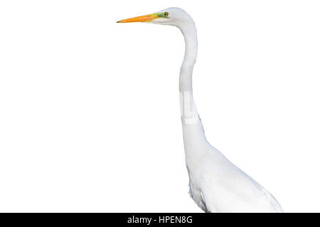 Oiseau blanc avec un long cou sur fond blanc, long cou, bec jaune, oiseau sauvage, grand oiseau blanc, Banque D'Images