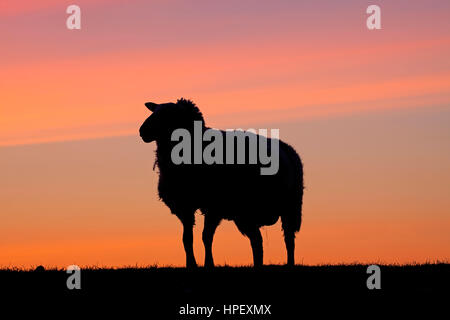 East Friesian / Ostfriesisch Milchschaf, race de moutons laitiers découpé sur le coucher du soleil, Allemagne Banque D'Images