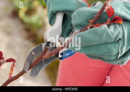 Femme coupe les rosiers au printemps, Close up Banque D'Images