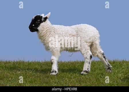 Le noir et blanc mouton domestique agneau dans un pré, Frise du Nord, Schleswig-Holstein, Allemagne Banque D'Images