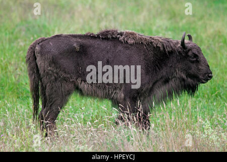 Bison d'Europe / bison / European bison des bois (Bison bonasus) vache dans les prairies Banque D'Images