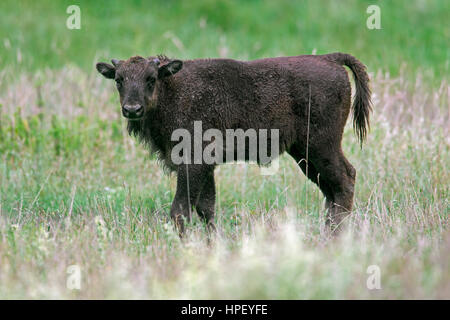 Bison d'Europe / bison / European bison des bois (Bison bonasus) calf dans les prairies Banque D'Images