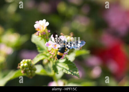 Syntomis Phegea sur les fleurs Banque D'Images