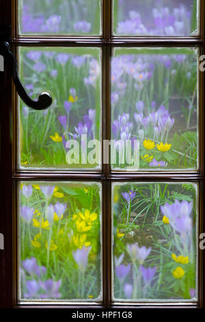 Crocus printemps vue à travers la fenêtre cottage Banque D'Images