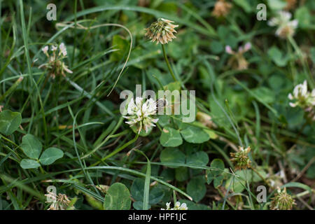 Abeille sur des fleurs de trèfle Banque D'Images