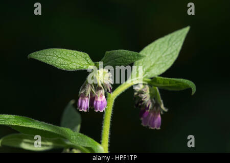 Fleurs de consoude de Russie (Symphytum uplandicum) Banque D'Images