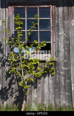 Arbre en face de la fenêtre cassée sur la vieille grange en bois gris. Banque D'Images