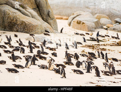 Colonie de pingouins Boulders avec pingouins africains sur la plage Banque D'Images