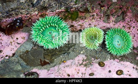 Plusieurs vert géant (Anémone Anthopleura xanthogrammica) entouré d'algues corallines rose. Banque D'Images