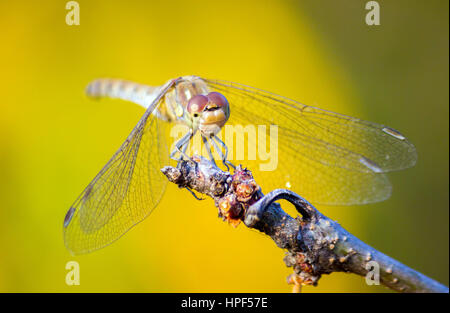 Libellule assis sur le haut d'une branche d'arbre sur fond jaune-vert Banque D'Images