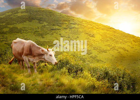 Cow grazing on meadow en montagnes. Le bétail sur un alpage. Le pâturage des vaches sur la colline sur un fond de paysage de montagne au coucher et au lever du soleil Banque D'Images