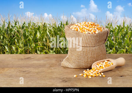 Les graines de maïs dans un sac. Les grains de maïs non cuits à sec pour du popcorn sur fond nature. Les grains de maïs en sac de toile avec du scoop sur table avec champ de maïs Banque D'Images