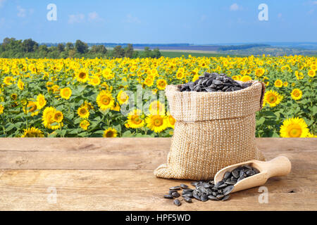 Les graines de tournesol dans un sac. Graines de tournesol en sac de toile sur table en bois avec champ de tournesol sur l'arrière-plan. Champ de tournesol avec ciel bleu Banque D'Images