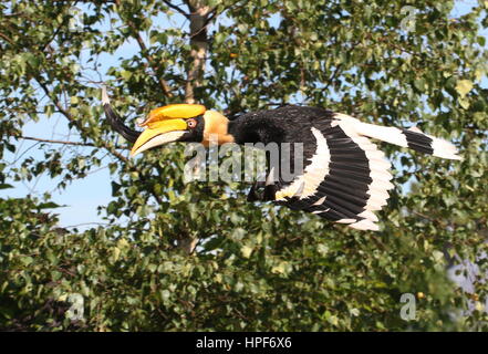 Femme Indien Grand calao (Buceros bicornis) en vol. A.k.a. Asian pied hornbill Banque D'Images