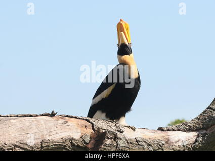 Indien grand calao (Buceros bicornis) alias Asian grand pied hornbill Banque D'Images