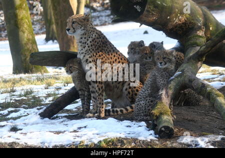 Femelle adulte African Guépard (Acinonyx jubatus) avec sa progéniture en hiver. Banque D'Images