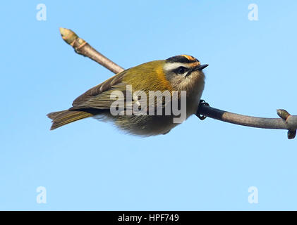 Firecrest commun européen (Regulus ignicapilla) Banque D'Images