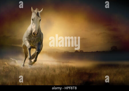 Cheval blanc dans le coucher du soleil. Image peut être utilisé pour le fond, bannière web, le matériel promotionnel, toile à imprimer, poster, présentation des modèles. Banque D'Images